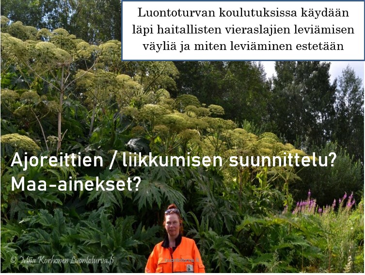 Luontoturvan_vieraslajien_koulutukset_Miia_Korhonen_Luontoturva.fi.jpg