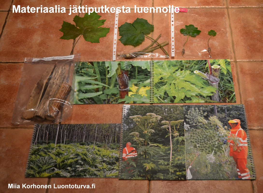 Materiaalia_jattiputkesta_luennolle_Luontoturva.fi_.JPG
