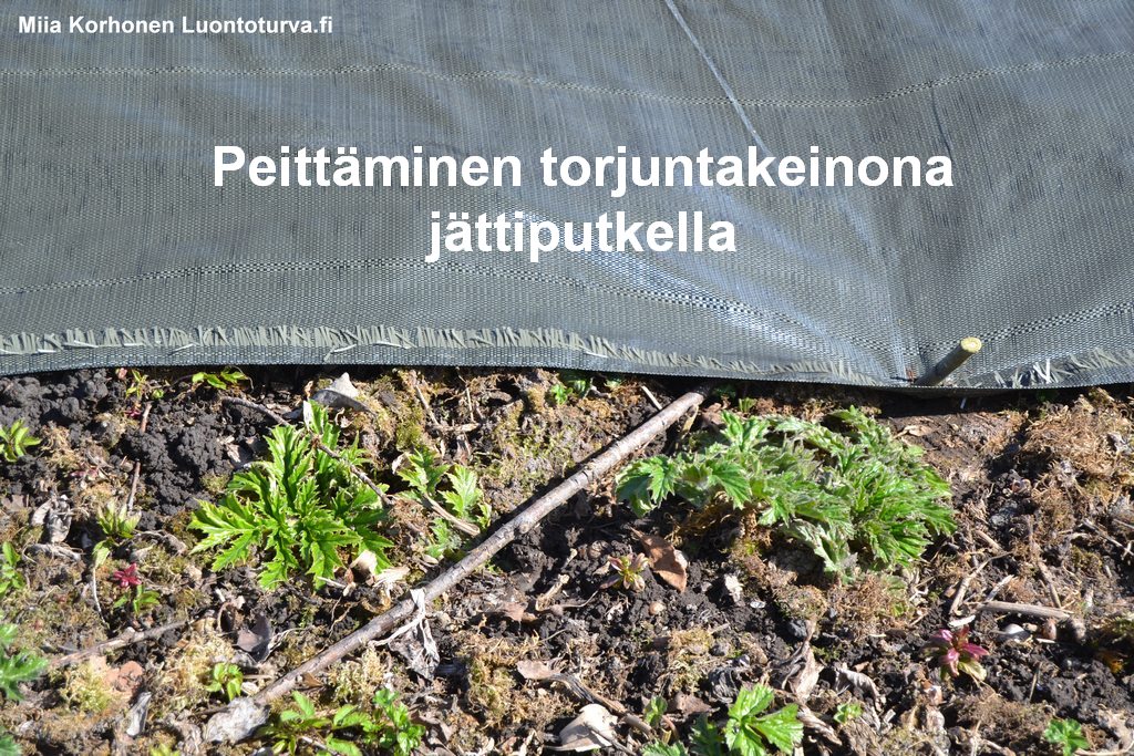 Peittaminen_torjuntakeinona_jattiputkella_Luontoturva.fi.JPG