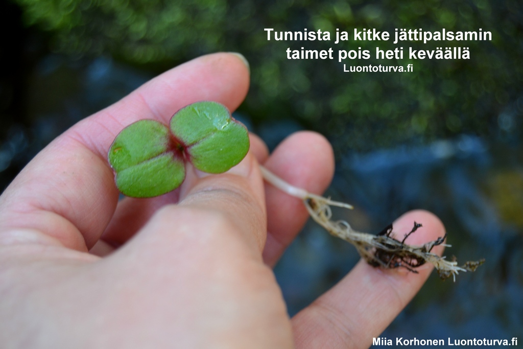 Tunnista_ja_kitke_jattipalsami_pois_heti_kevaalla_Luontoturva.fi.JPG