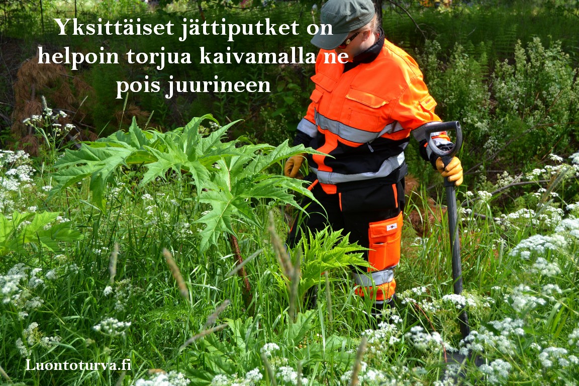 Yksittaiset_jattiputket_on_helpointa_torjua_kaivamalla_ne_pois_juurineen_Luontoturva.fi.JPG