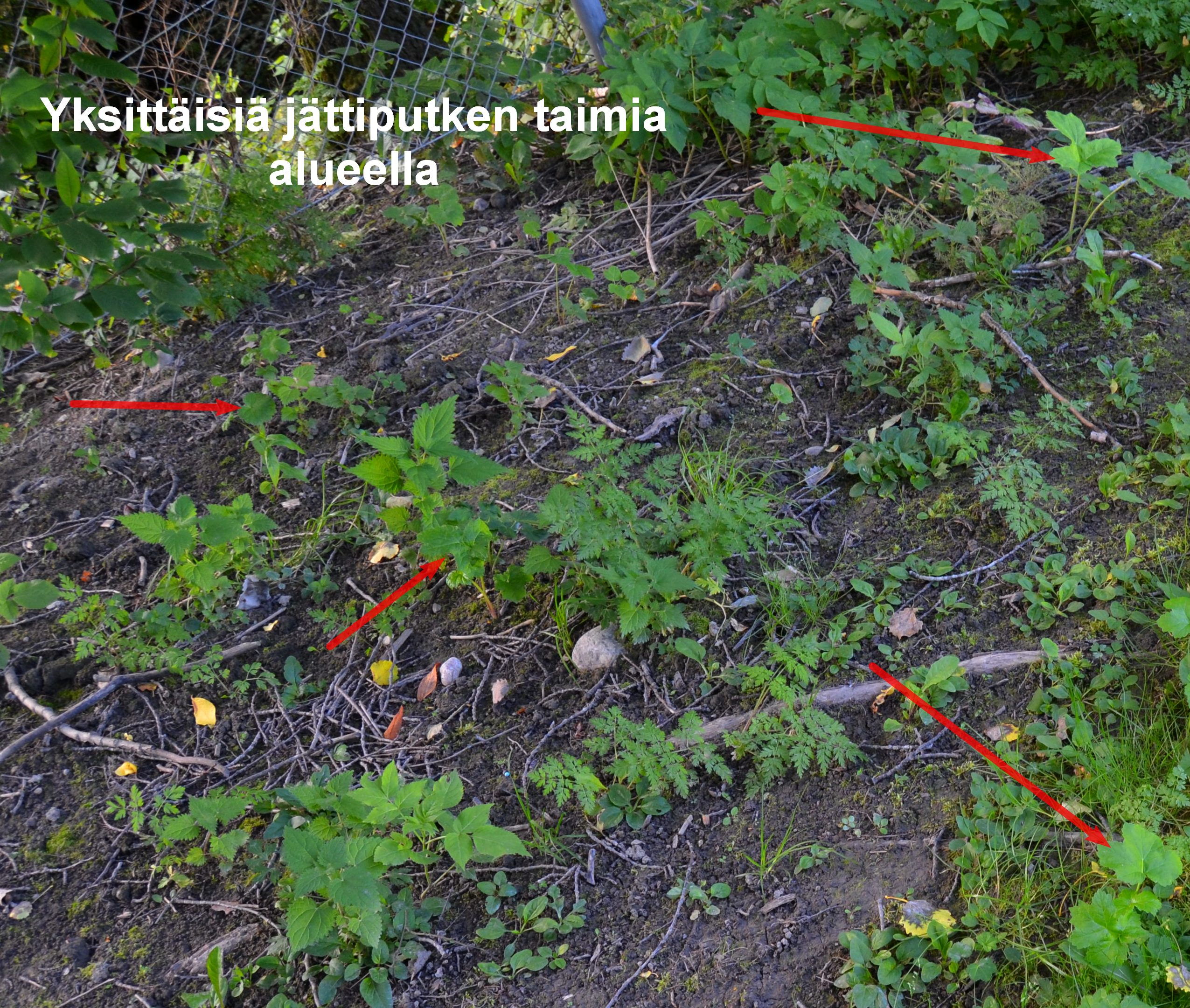 Yksittaisia_jattiputken_taimia_pyoraharalla_kasitellylla_alueella_Luontoturva.fi.JPG