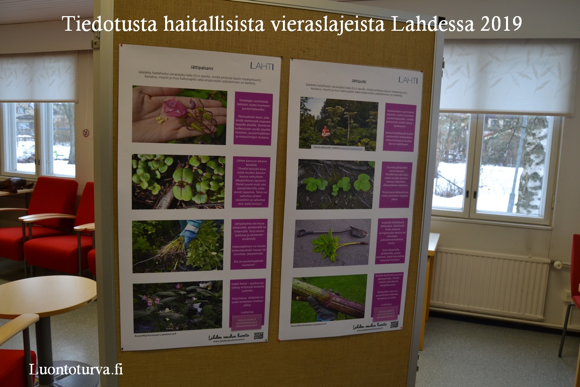 tiedotusta_haitallisista_vieraskasveista_Lahti_2019_Luontoturva.fi.JPG